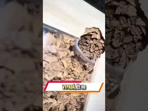 Myslel si, že jeho mazlíček utekl… ale pak uviděl tohle. 😳