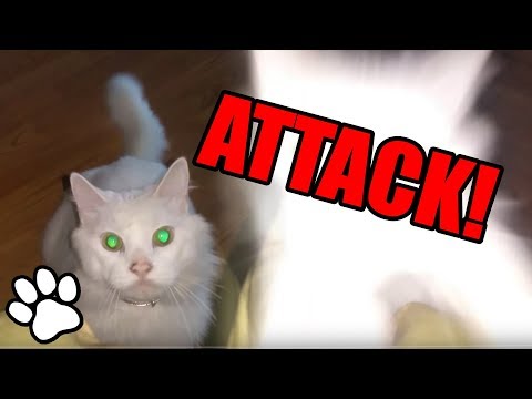 Cats Pouncing | Funny Animal Compilation 2018