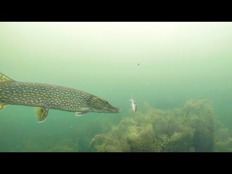 Undervandsoptagelse af isfiskeri efter gedde