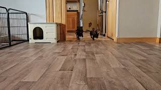 08242024 Here Comes the Pack!!