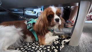 Vanilla’s Summer Vacation Day 1: Heading to our holiday spot in the south of France