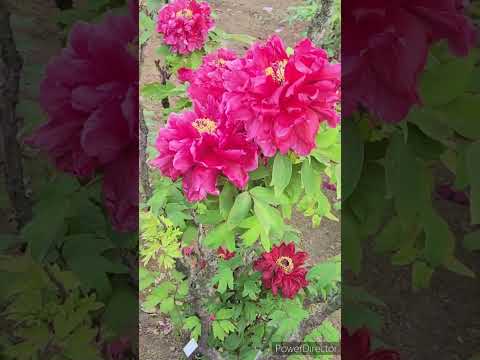 牡丹をどこに植えますか？展示、フロアなど  庭園