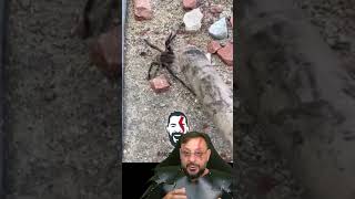 Se liga no tamanho desta Aranha-armadeira  em Juatuba MG #biologohenrique #animais #biologo