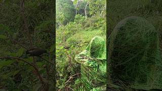 Download lagu Penyamaran Rumput Liar Mikat Burcil Hinggap Satu Ekor #birds #shorts #darafamilychannel mp3 Download lagu Penyamaran Rumput Liar Mikat Burcil Hinggap Satu Ekor #birds #shorts #darafamilychannel mp3