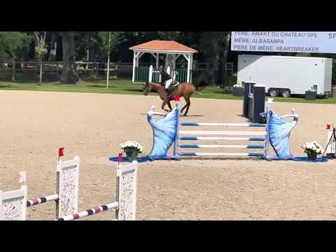 5 yo Amant du chateau / Heartbreaker CIR Compiegne