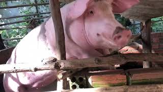 #pig #farmanimalct #funnyanimal #piggy #pigfeed #funnyfarmanimal #animals #funnypig #shortvideo