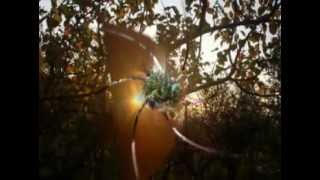 Lightnin' Hopkins - Blues in the bottle