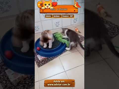 Vídeo de Tricolorzinha