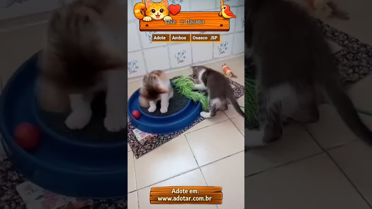 Gato raça SRD-ViraLata idade 2 a 6 meses nome Tricolorzinha