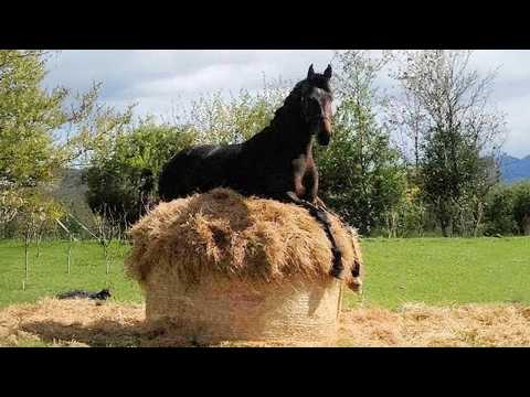 Ces drôles de chevaux sont à voir absolument ! - vidéos d'animaux les plus drôles