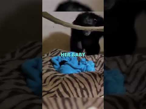 Chimp Mum thought she lost her baby 🥺❤️