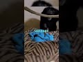 Chimp Mum thought she lost her baby 🥺❤️