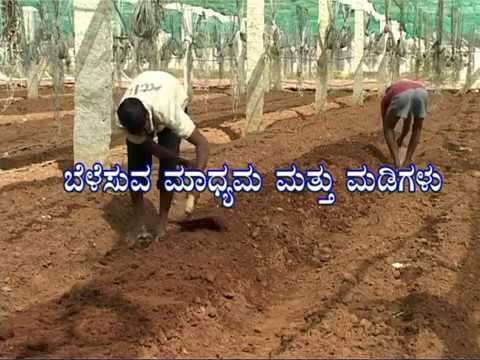 Green house Capsicum Kannada Part 1 