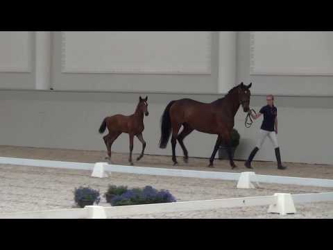 Hengstfohlen von Cascadello I: Sieger Holsteiner Fohlenchampionat 2017 in Werder/Havel