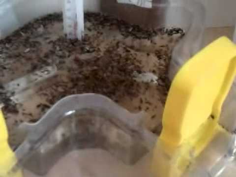 comment remplir aquarium premiere fois