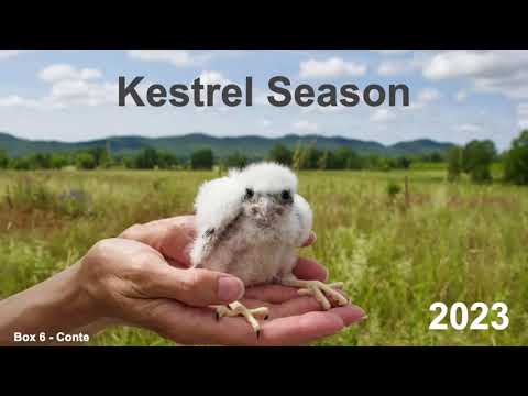 Kestrel Nest Box Project 2023 Season Summary