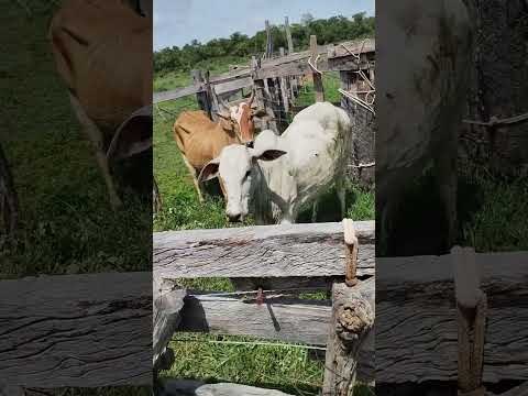 criação de gado tradicional sul Tocantins Araguaçu capital gado branco no expresso boiadeiro