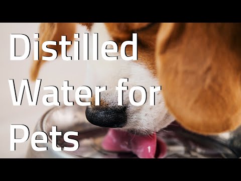 Distilled Water for Dogs, Cats, Birds & Other Pets