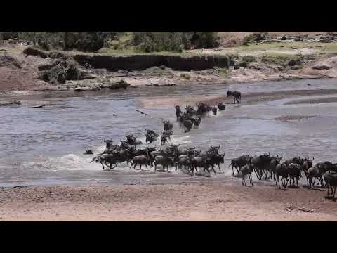 The Great Serengeti Migration: A Spectacular Journey