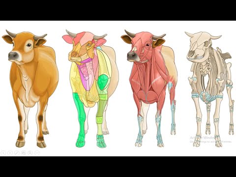 Dr. Sara May, Allergy and Immunology