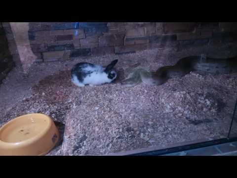 Snake and rabbit are the best friens :-)