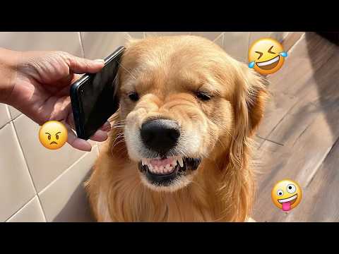 I dare you not to LAUGH at these FUNNY DOGS 😁🦮 - Best Funny Animals Videos 2026 #4
