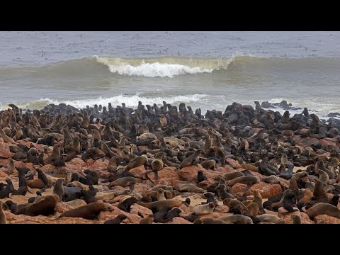NAMIBIA, Cape Cross : Amazing Planet (4K) 2021