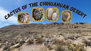 Chihuahuan Desert cactus of West Texas (Ariocarpus fissuratus, Echinomastus mariposensis and more)