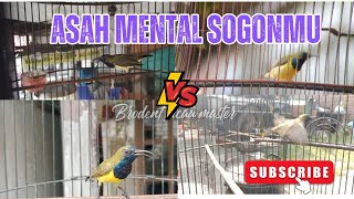 Download lagu ASAH MENTAL SOGONMU DENGAN SUARA SOGON TARUNG,PANCINGAN SOGOK ONTONG AGAR CEPAT GACOR NGOBRA mp3