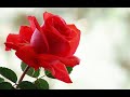 Take the Rose by Wienananda 