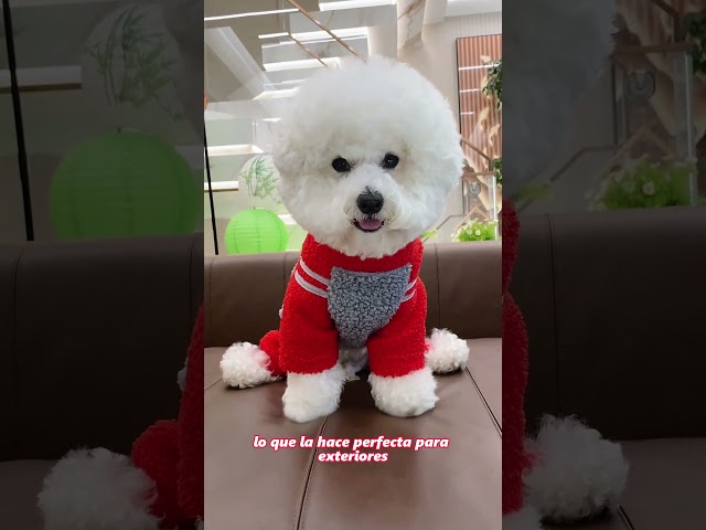 Vídeo relacionado con Eastlion Ropa Perro,Cálido Sudadera con Capucha para Perros Algodón Suéter Chaqueta Abrigo Costume Pullover para Mascota Pequeño Perro Gato (Rojo,L)