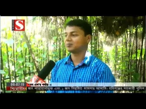 মণিরামপুর উপজেলার পারখাজুরা গ্রামের পান চাষ