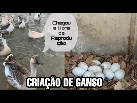 , title : 'CRIAÇÃO DE GANSO. CHEGOU A ÉPOCA DA REPRODUÇÃO'