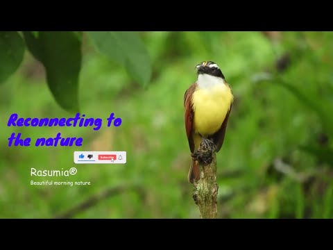 Spectacular Bird sounds - Amazing Morning Bird Song - Birds chirping
