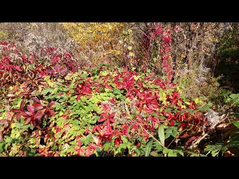 Śląska Jesień 2018