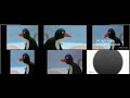 Pingu Runs Away And Other Pingu Runs Away Funny Scenes