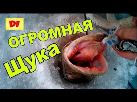 ДЯДЯ БОРЯ поймал ОГРОМНУЮ ЩУКУ на Оке ЗИМНЯЯ РЫБАЛКА Самая крупная щука в мире