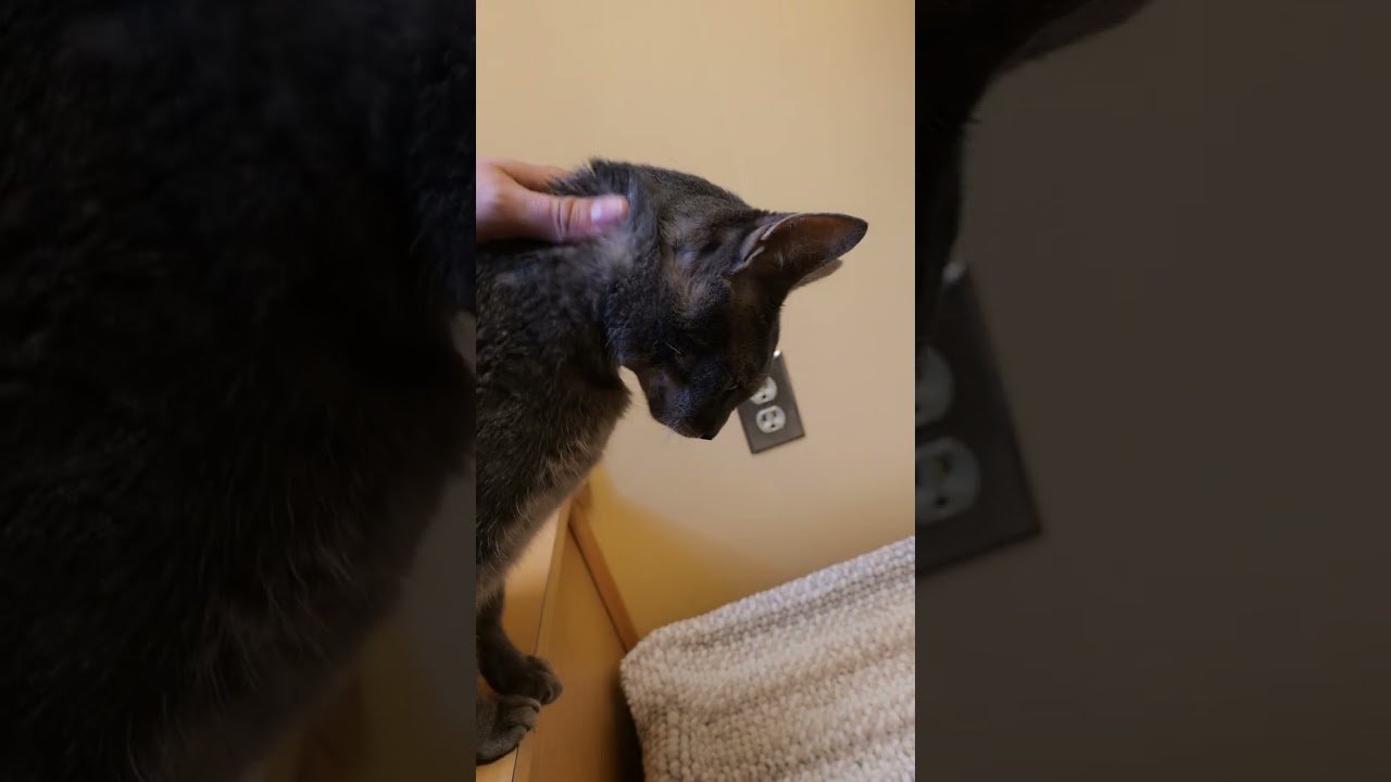 Enlarge Ashes, a Adoptable Domestic Short Hair in Baltimore, MD video 5/6