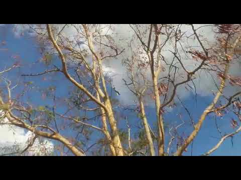 Esquadrilha da fumaça em Serrana-SP