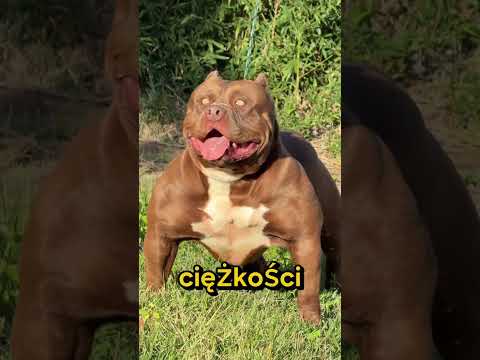 Te Psy Pokonają Mariusza Pudzinowskiego😳🦮