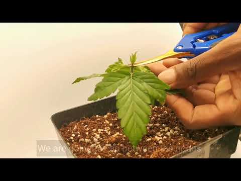 How to Top and FIM your cannibus plant