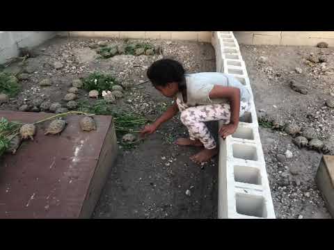 Tortoise Feeding Frenzy savage!