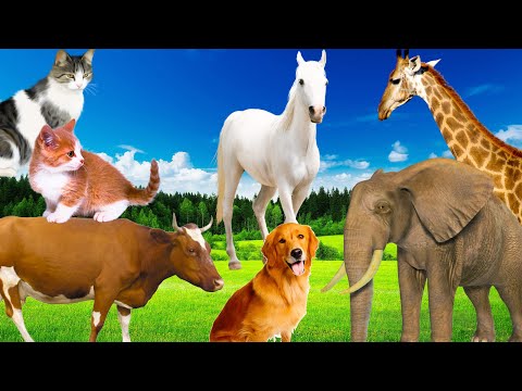 Sounds of wild animals, familiar animals: Elephants, dogs, horses, cows, cats - Part 11