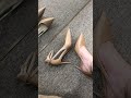 Asian Beautiful Girl Pantyhose High Heel Beautiful Heels For Girls Stockings High Heels Nylon Try On