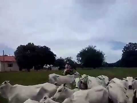 Comitiva Pt. 1  Sonora Pedro Gomes