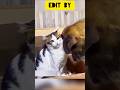 The Most Epic Cat Slap Ever RxCKSTxR Comedy Voiceover