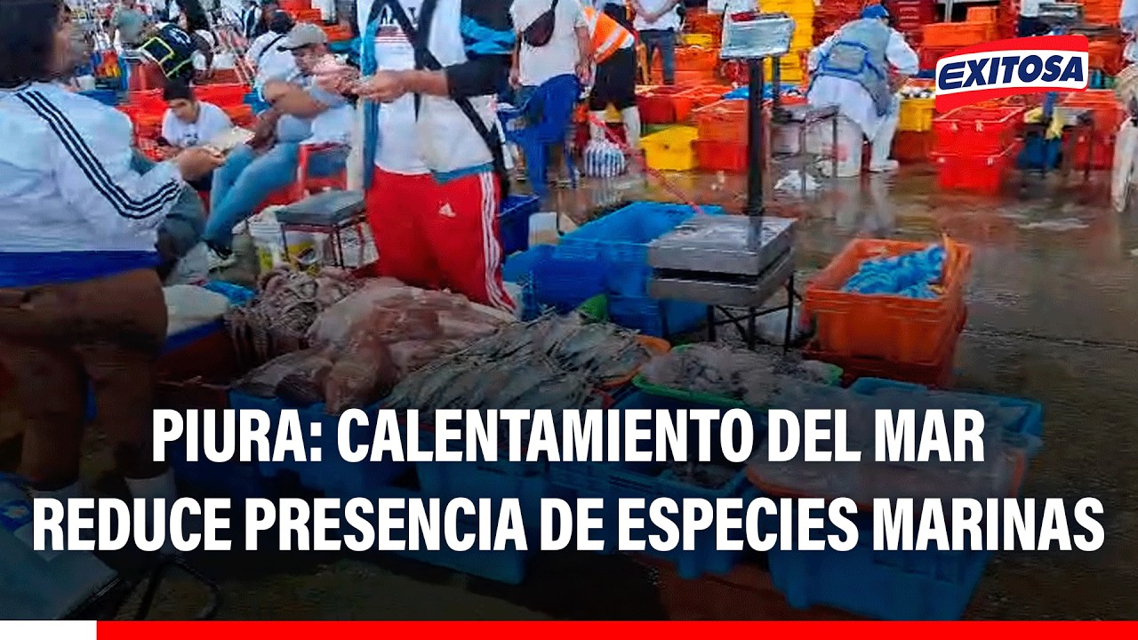 🔴🔵 Piura: Calentamiento del mar reduce la presencia de especies marinas y afecta a pescadores
