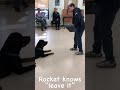 MCSPCA Dog Of The Week Rocket