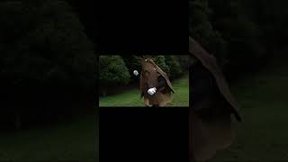 森で踊ってるヤベーやつ#shorts