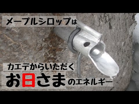 グリーンスロットメープル 植物